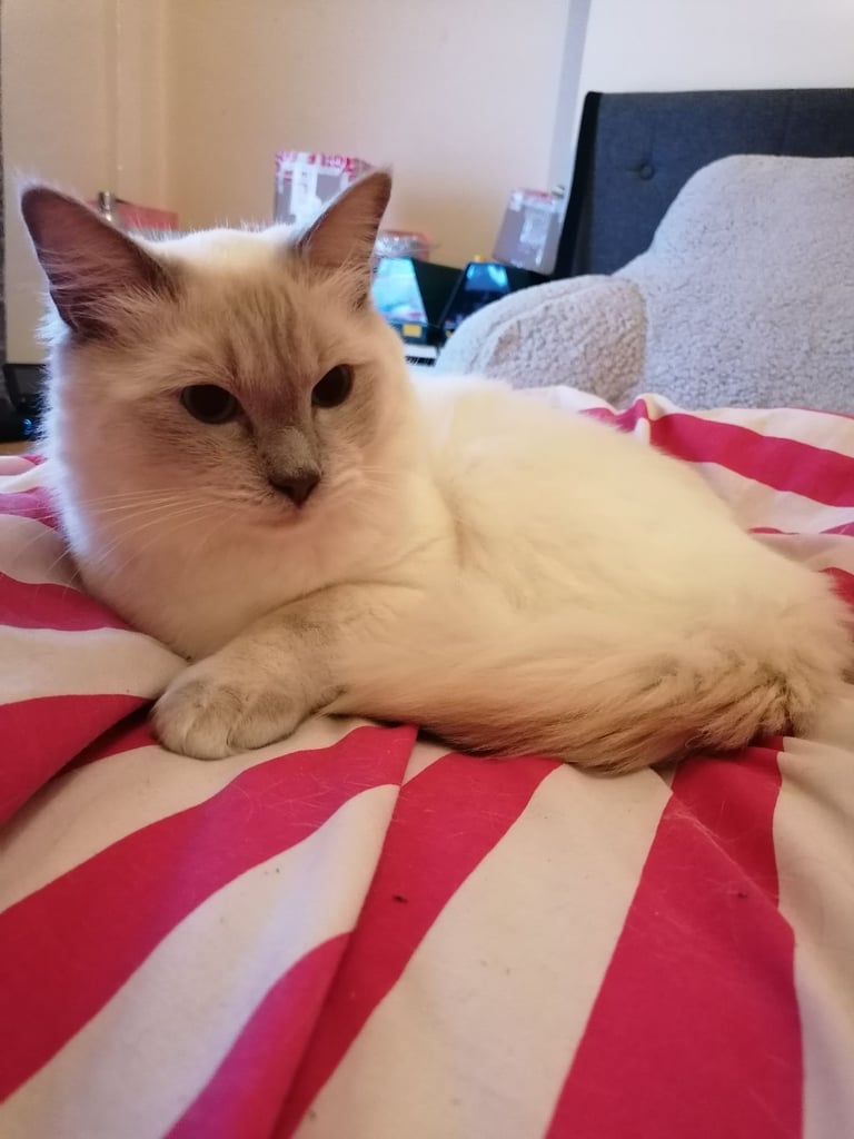 Lilac male ragdoll 