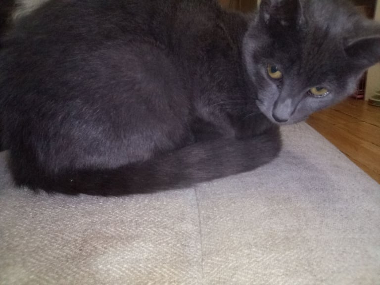 2 Beautiful girls looking for New homes