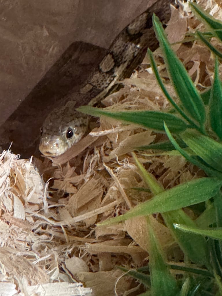 Grey Corn Snake - 8yo - Great for Beginners!