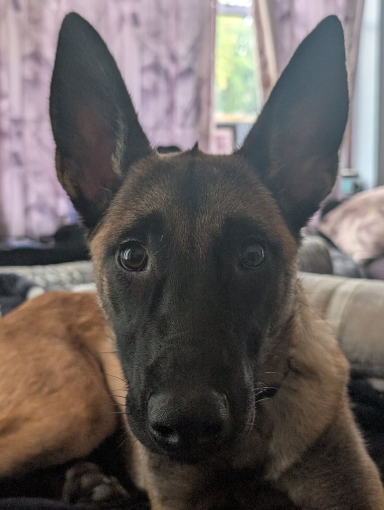Beautiful Belgian Malinois 