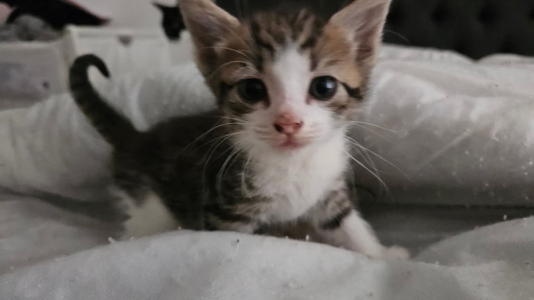 Kittens for sale 150