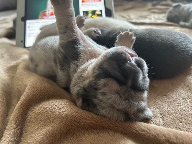5 ⭐️ French bulldogs carrying fluffy 😍