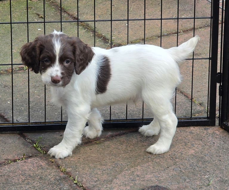 English springer spaniel