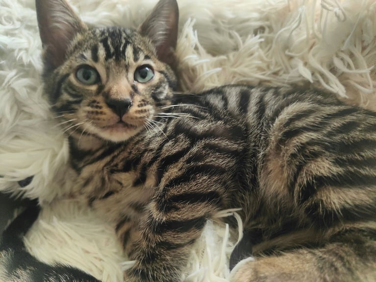 Charcoal/silver bengals