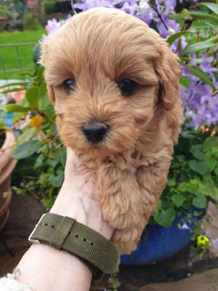 Maltipoo puppies 