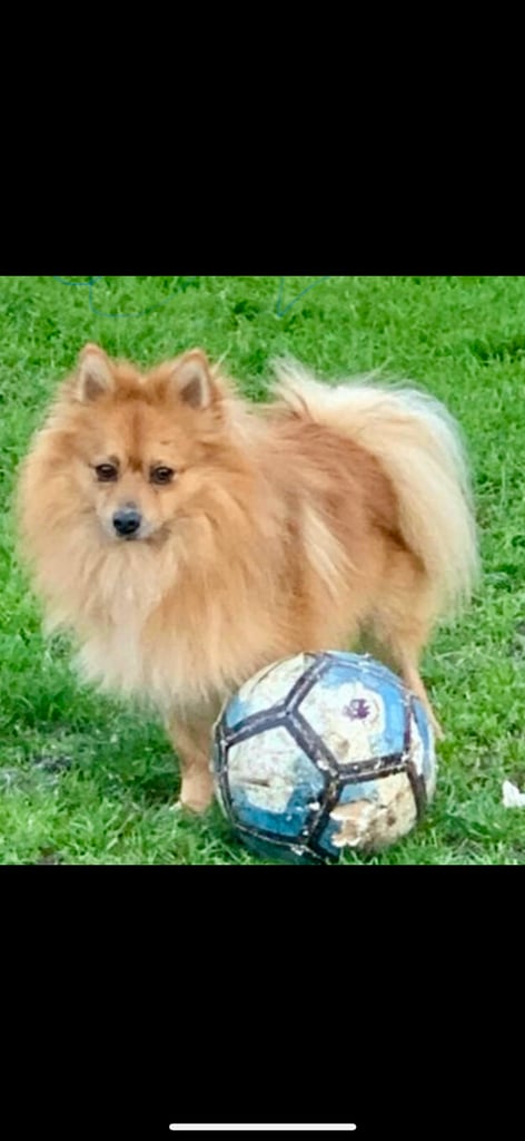  Beautiful  Pomeranian puppies sells 