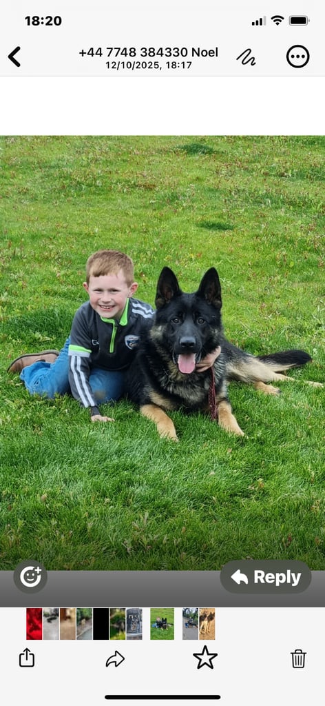  German shepherd pups 