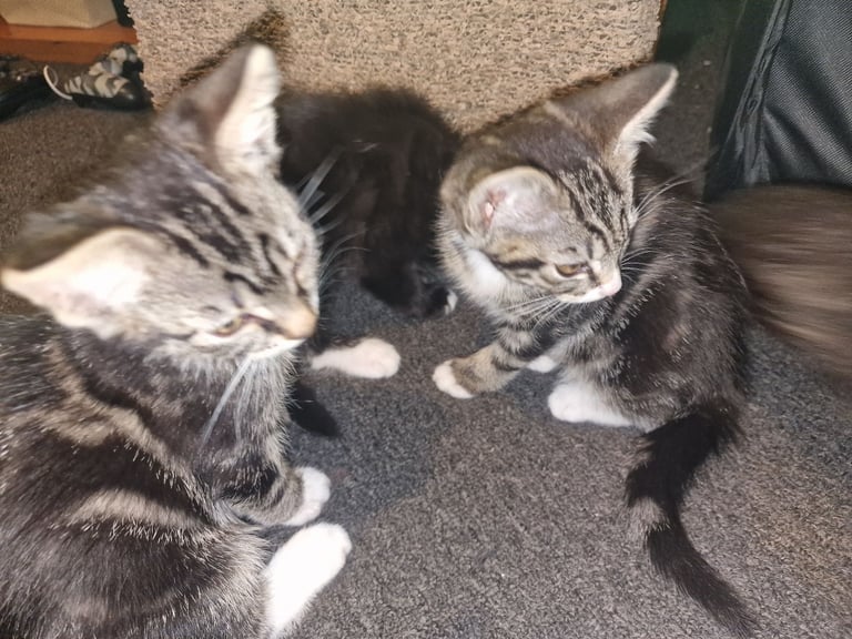 image for 3 beautiful kittens for sale- 2 boys, 1 girl, ready to go now!