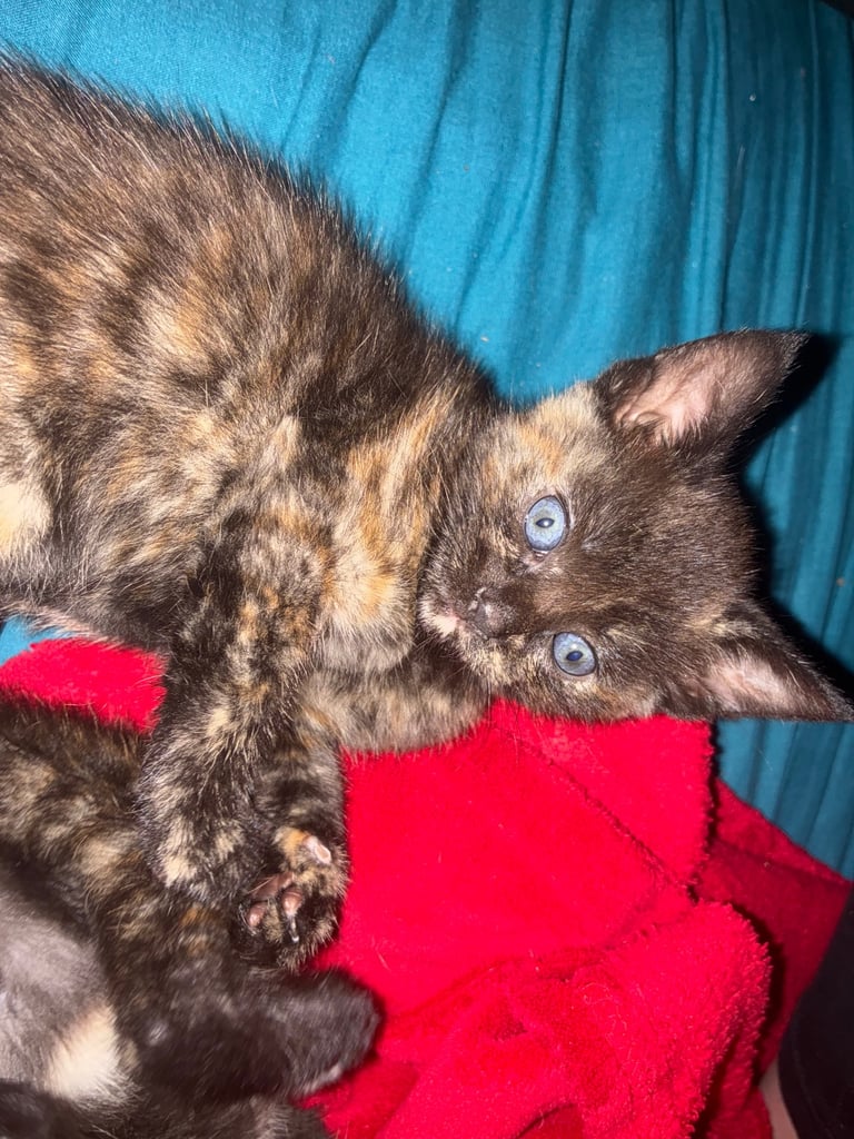 9 weeks old ready to go, 3 tortoiseshell females 