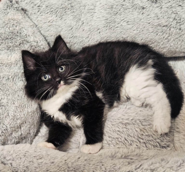 Fluffy Kittens Mainecoon Mix