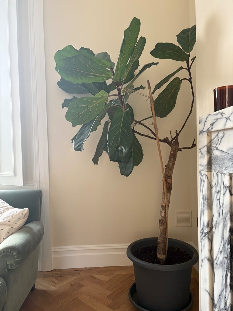 Beautiful fiddle leaf fig tree 