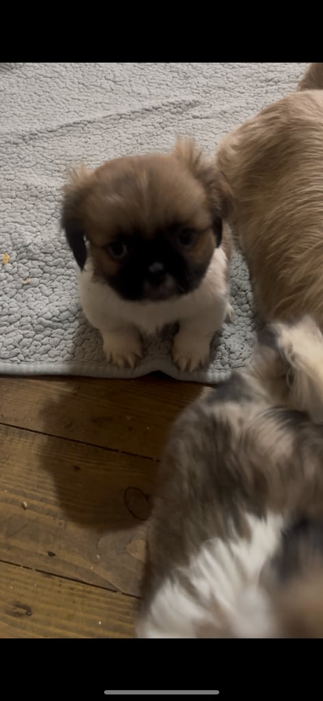 Shih tzu puppy’s 2 boys ready to go 