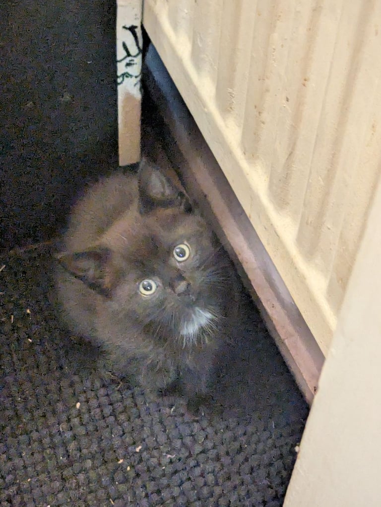 Kittens 