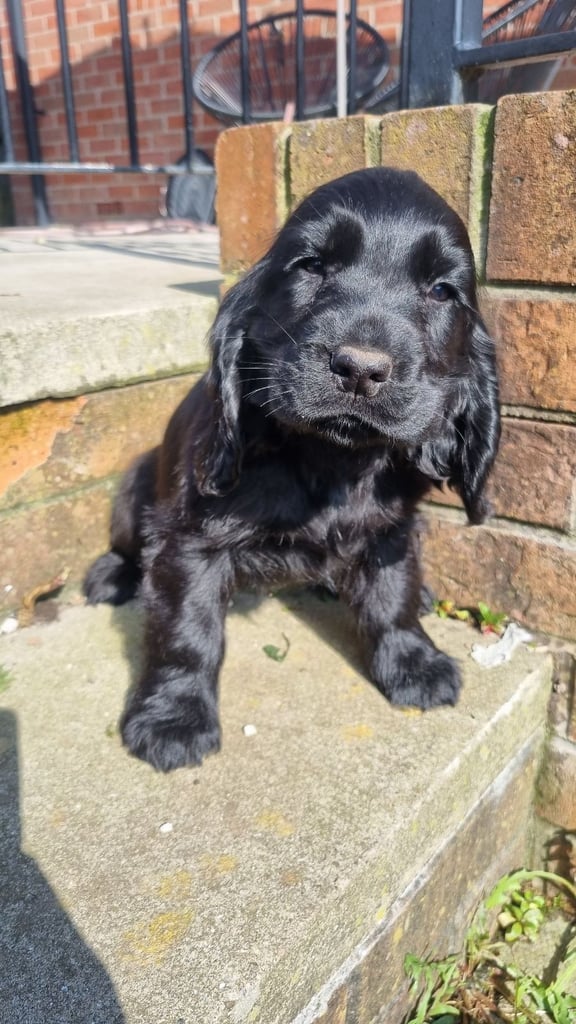 READYTOLEAVE Beautiful Cocker Spaniels 