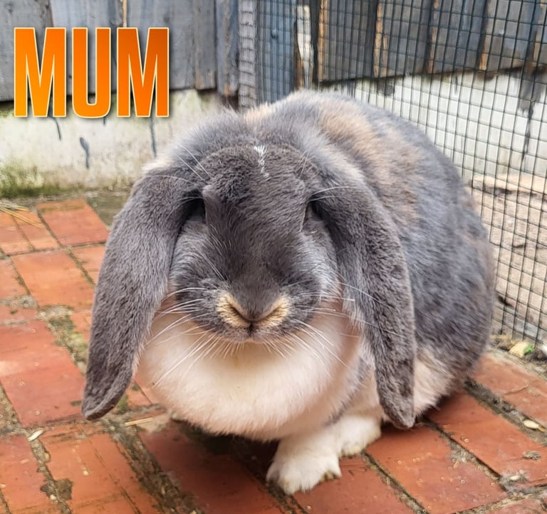 Giant french lop babies
