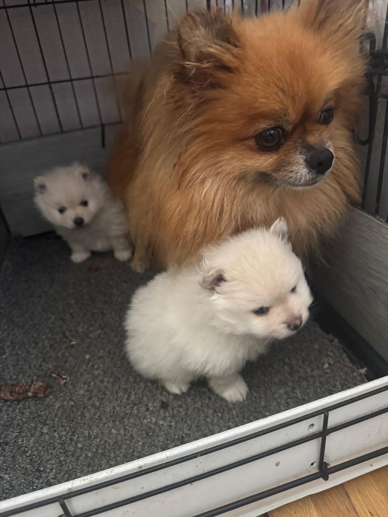 Pomeranian puppies
