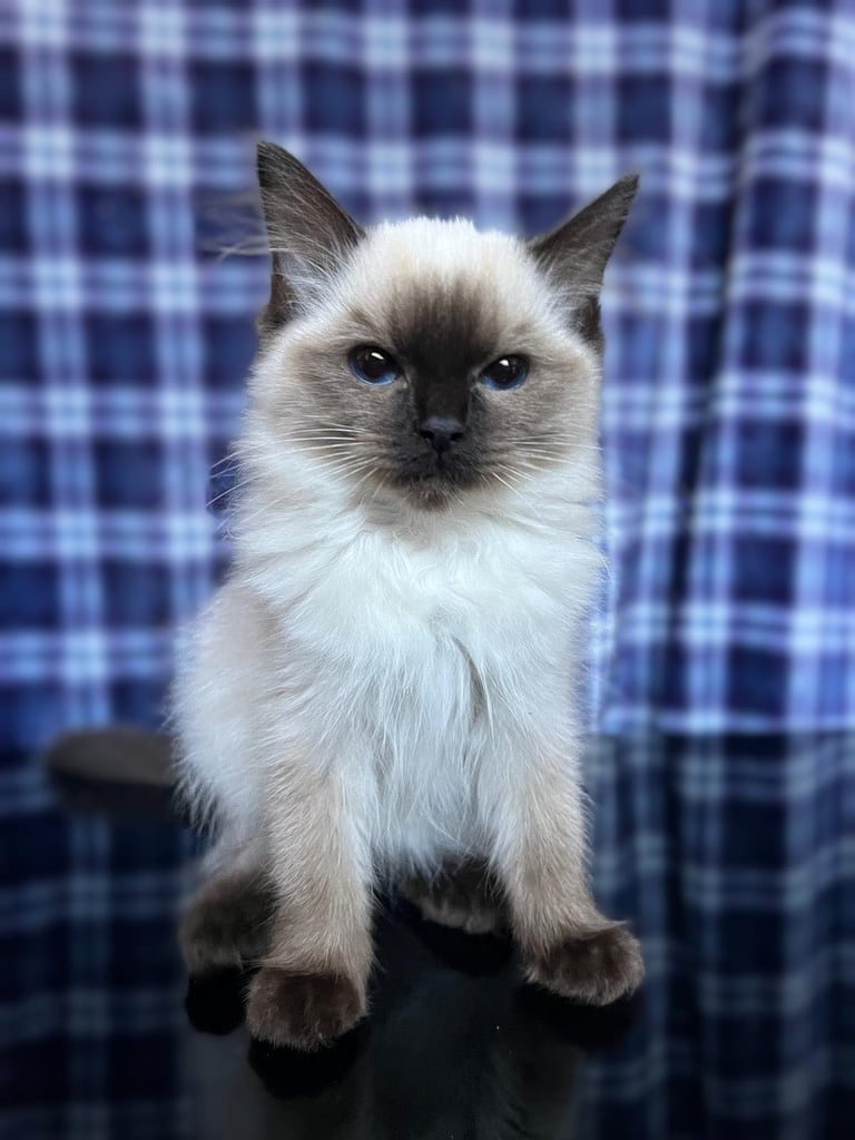 1 Adorable Ragdoll Boy left & Looking for Their Loving Home 
