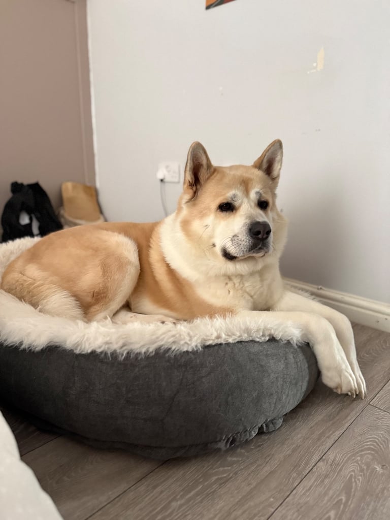 Akita boy looking for his forever home 