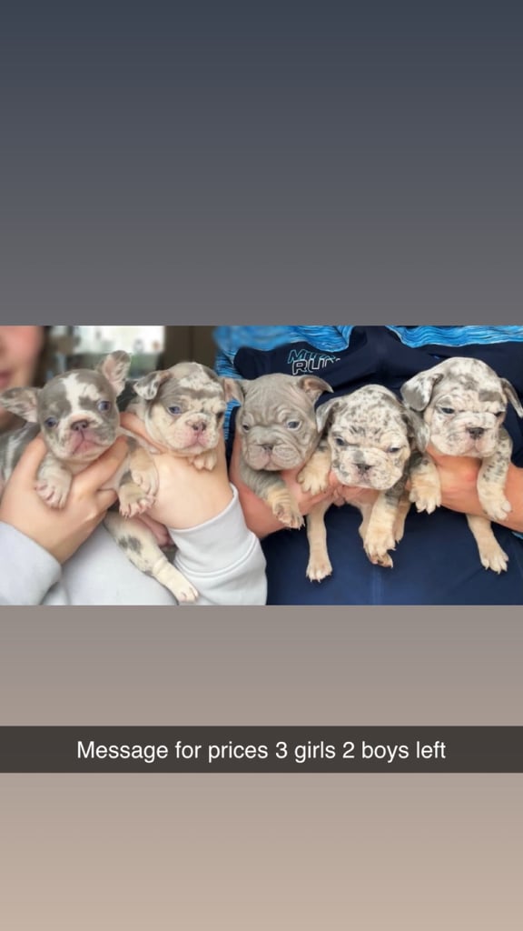 image for Quality French bulldog puppies 