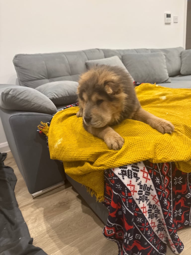 Chow chow pup one for 