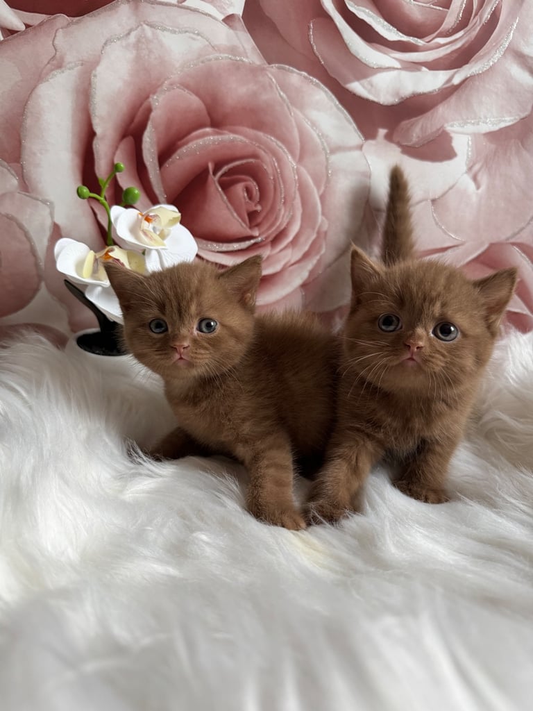 British shorthair kittens 