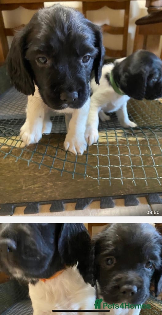 English Springer Spaniels