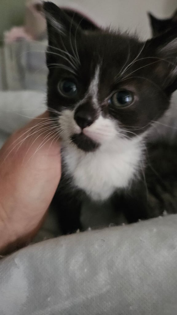 Kittens for sale 150