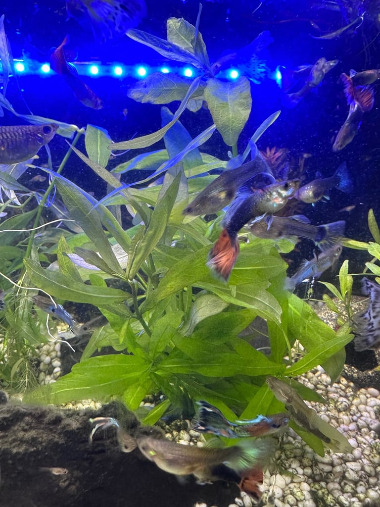 Aquarium Plants