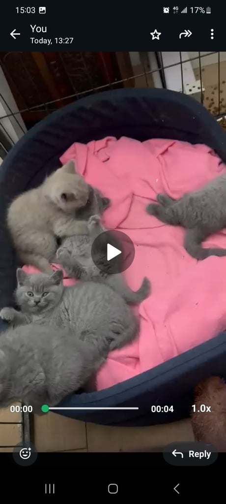 BRITISH SHORT HAIR LAST MALE BLUE Ready now  