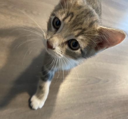 Adorable 12-Week Kitten + Food, Carrier, Toys & 20L Cat Litter – Ready Now!