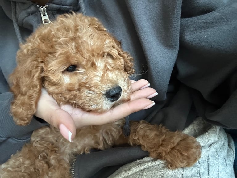 Cavapoo puppy for sale
