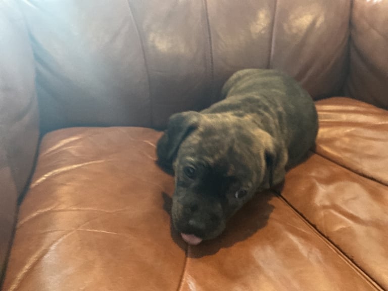 Staff x BullMastiff 4 Left 