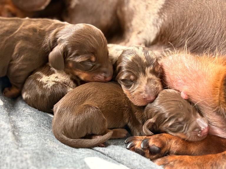 Miniature Dachshund Puppies 