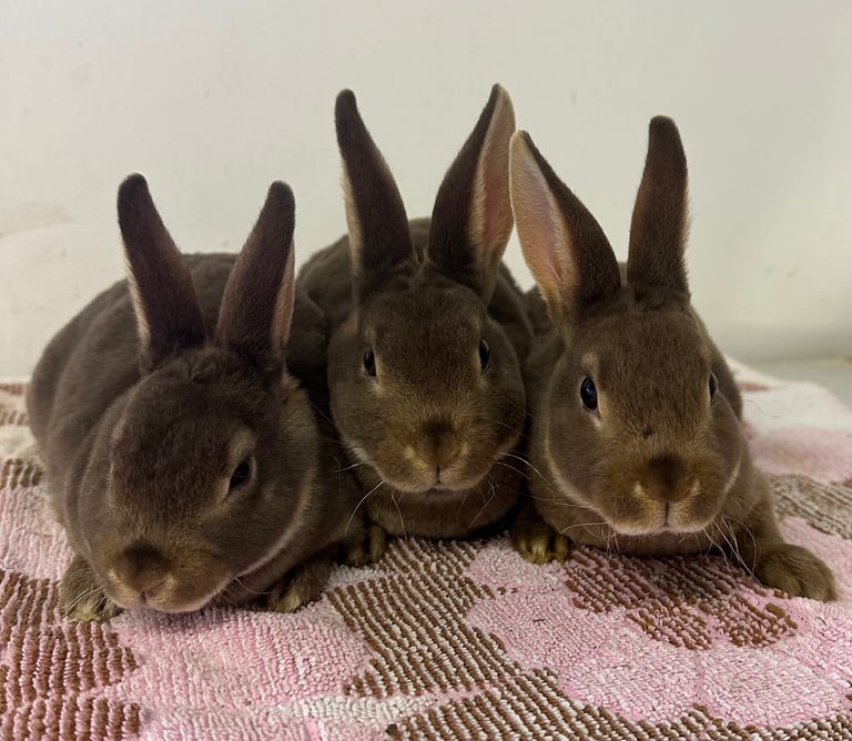 Beautiful mini Rex’s for sale 