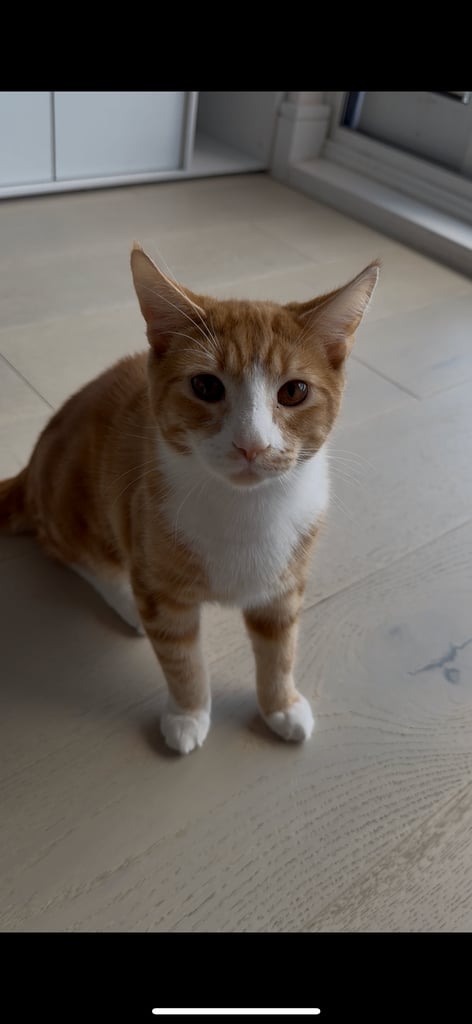 Ginger Kitten for sale