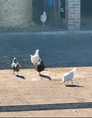 image for Chickens for sale