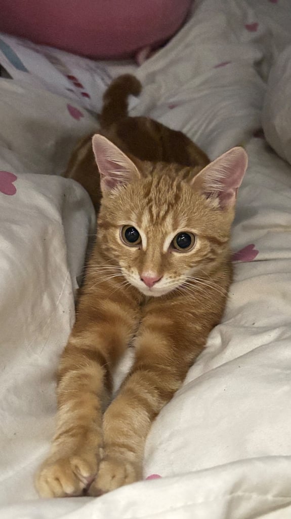 Parent Cat and Kittens for sale