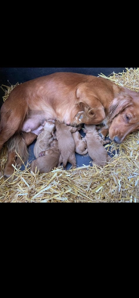 Cockapoo puppies F1