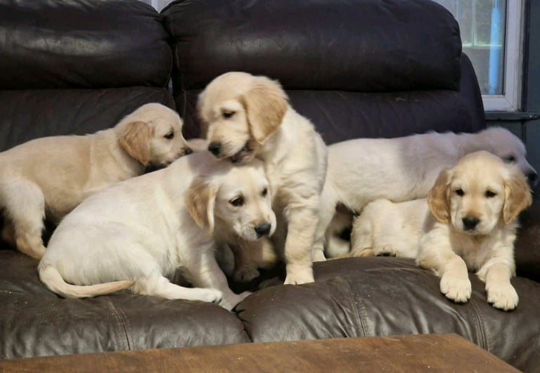 Golden retriever puppies discount for sale gumtree