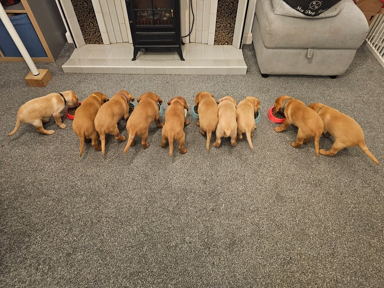2 BOYS 1 GIRL LEFT labrador puppies ready 17th October 
