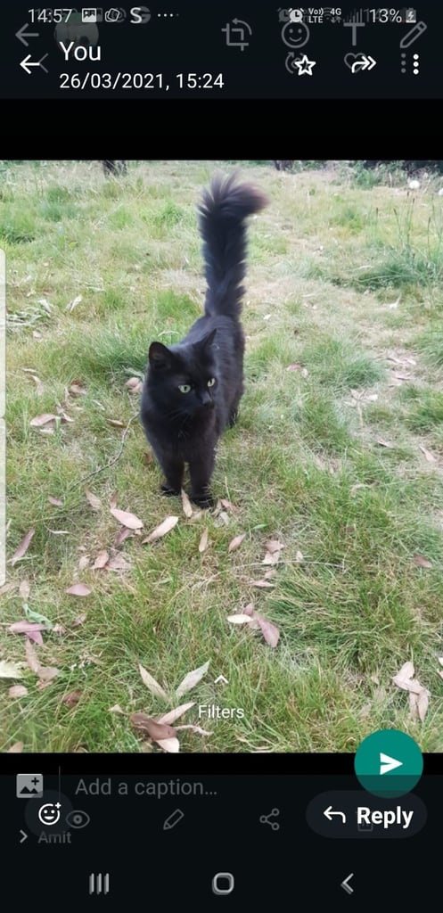 Ragdoll cross Turkish Angora kittens 