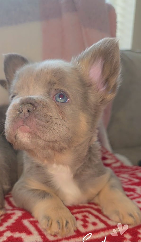 Fluffy isabella and tan frenchbulldogs READY TO LEAVE NOW