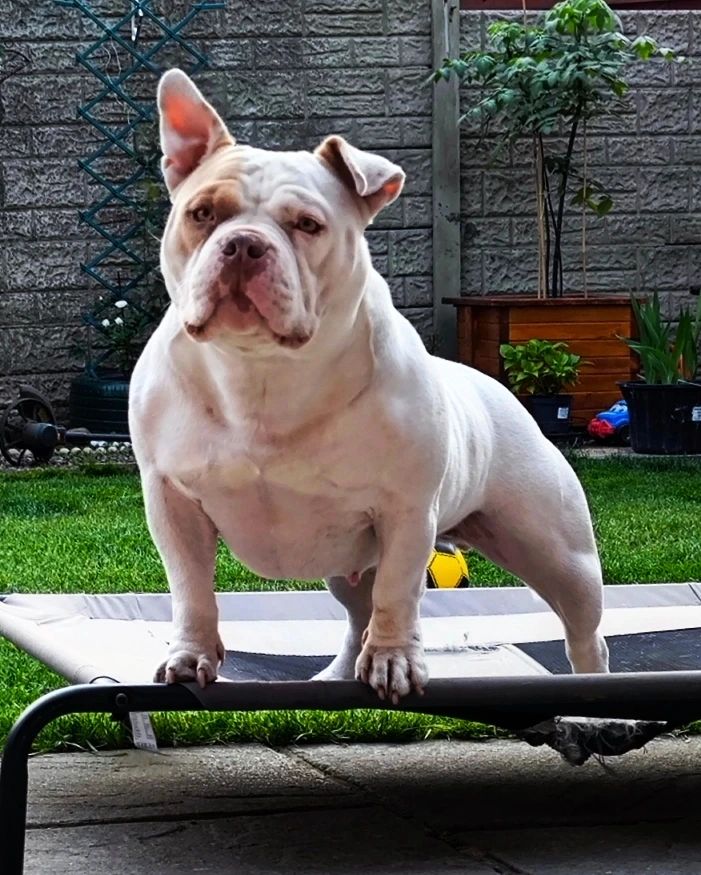 American Pocket ⭐⭐⭐⭐