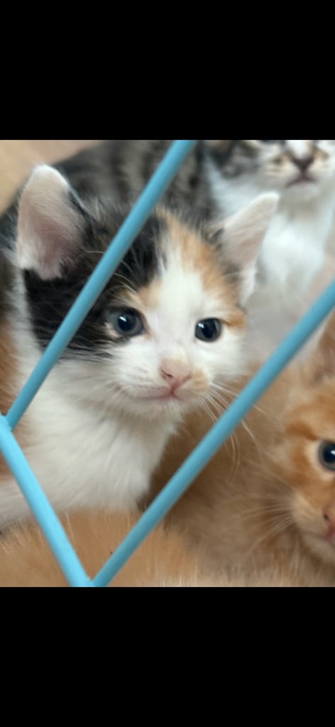 6 kittens looking for there forever homes 