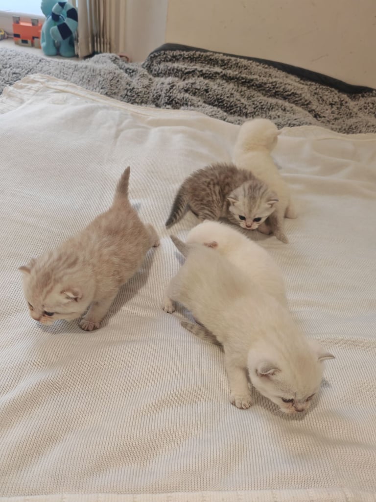 British Shorthair cute kittens 