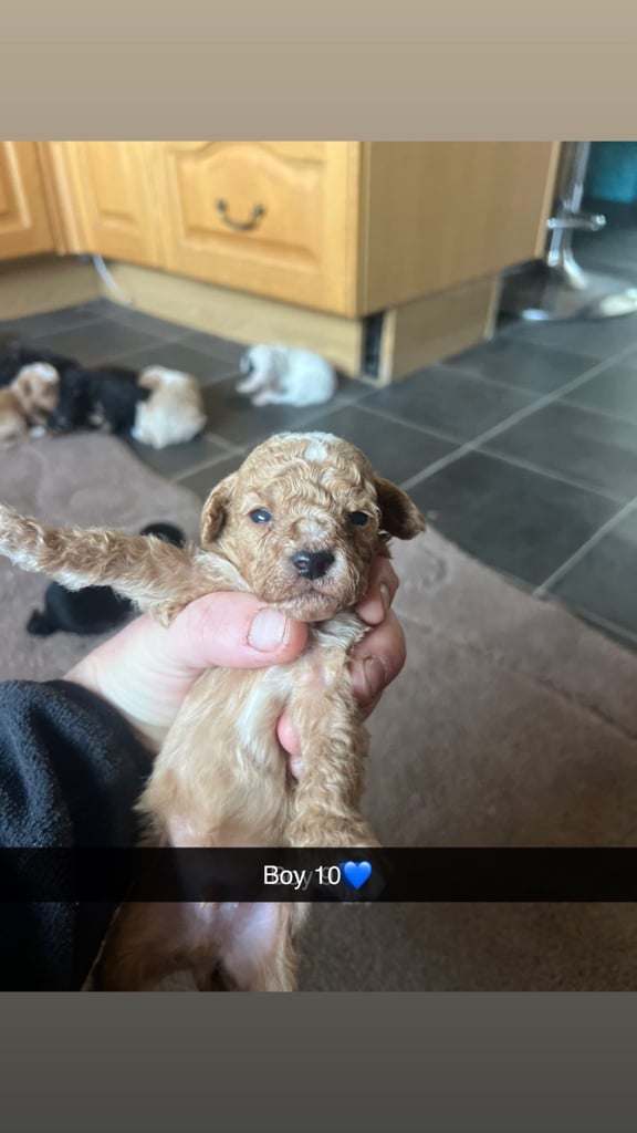 F1 b cockapoo puppies 