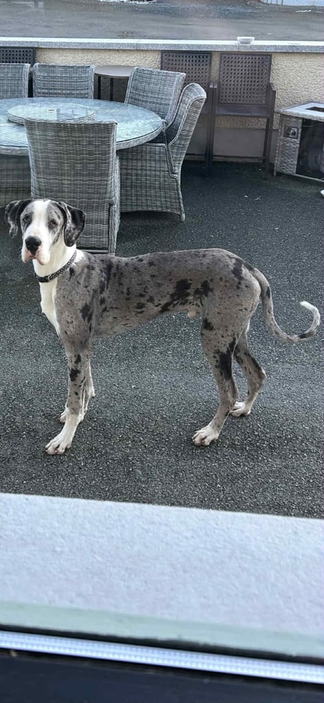 image for Merle Great Dane exceptional bloodline  