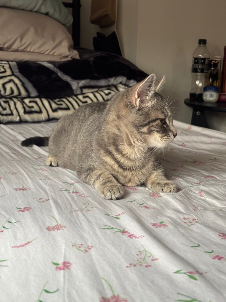 Urgent Grey kitten rehoming 