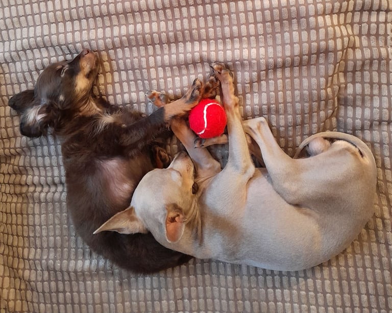 Purebred Russian Toy Terrier puppy long-haired