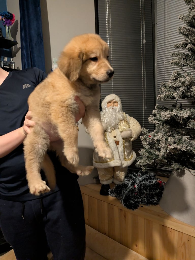 Bernese mountain dog X white swiss Shepard 